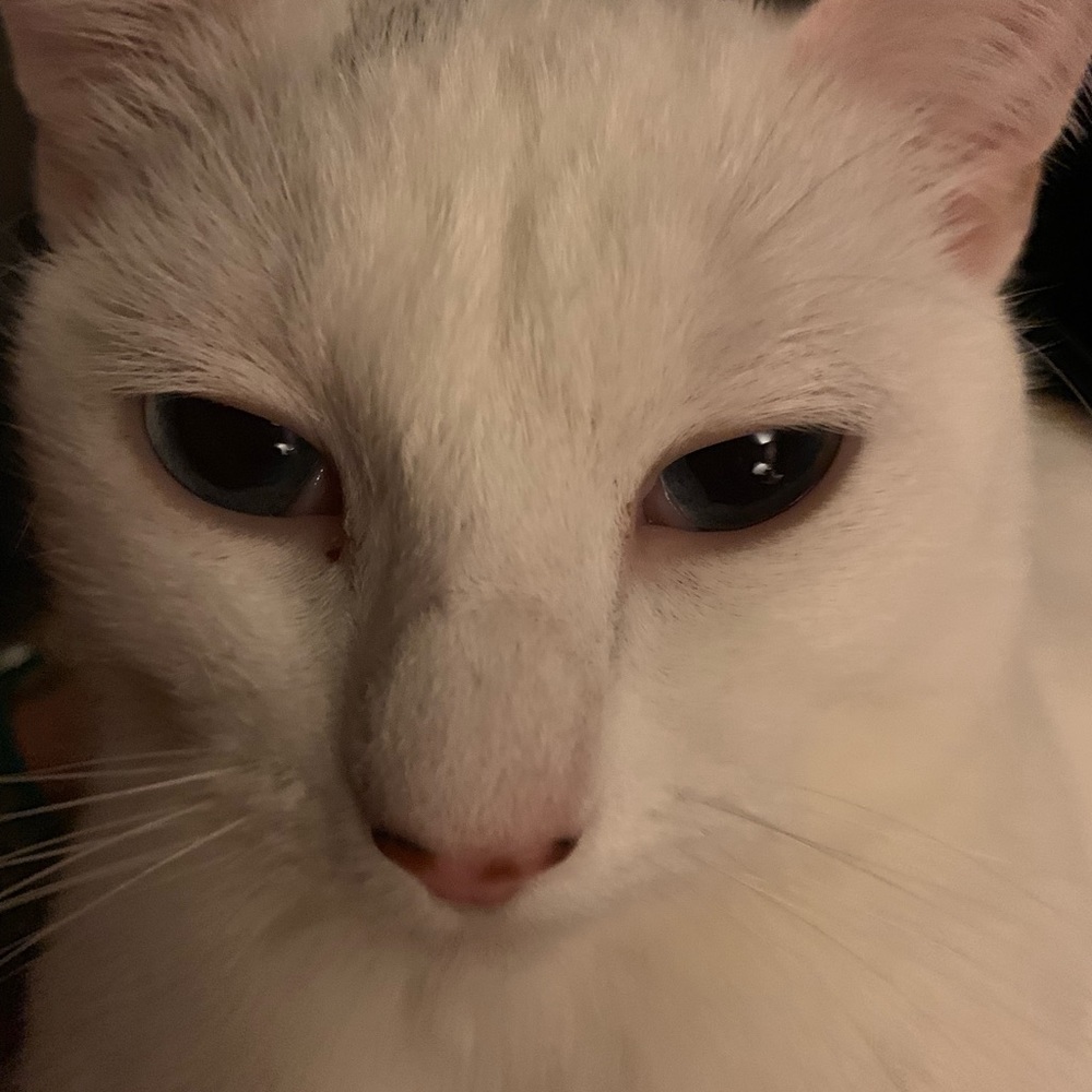 Meet your Posher, Allison